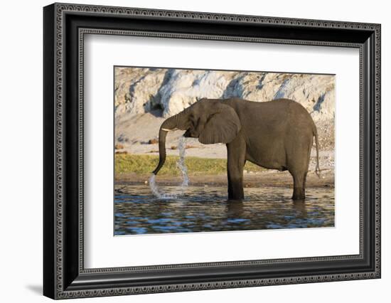 An African elephant (Loxodonta africana) drinking, Chobe river, Chobe National Park, Botswana, Afri-Sergio Pitamitz-Framed Photographic Print