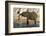 An African elephant (Loxodonta africana) drinking, Chobe river, Chobe National Park, Botswana, Afri-Sergio Pitamitz-Framed Photographic Print