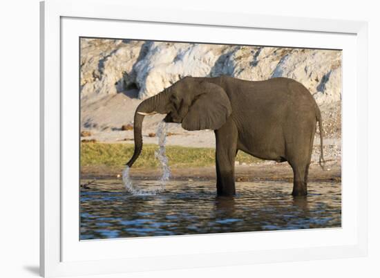 An African elephant (Loxodonta africana) drinking, Chobe river, Chobe National Park, Botswana, Afri-Sergio Pitamitz-Framed Photographic Print