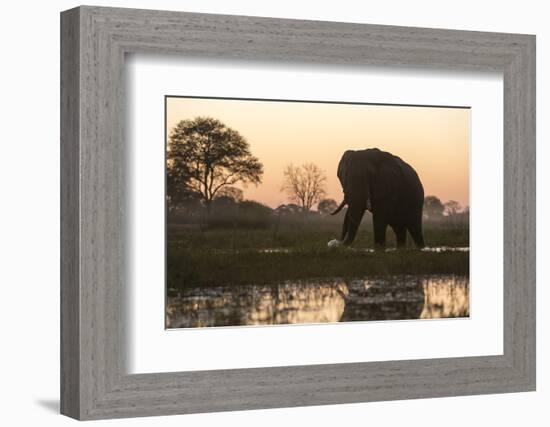 An African elephant (Loxodonta africana) walking in the Khwai River at sunset, Botswana, Africa-Sergio Pitamitz-Framed Photographic Print