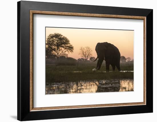 An African elephant (Loxodonta africana) walking in the Khwai River at sunset, Botswana, Africa-Sergio Pitamitz-Framed Photographic Print