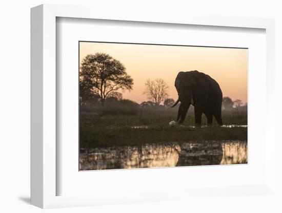 An African elephant (Loxodonta africana) walking in the Khwai River at sunset, Botswana, Africa-Sergio Pitamitz-Framed Photographic Print