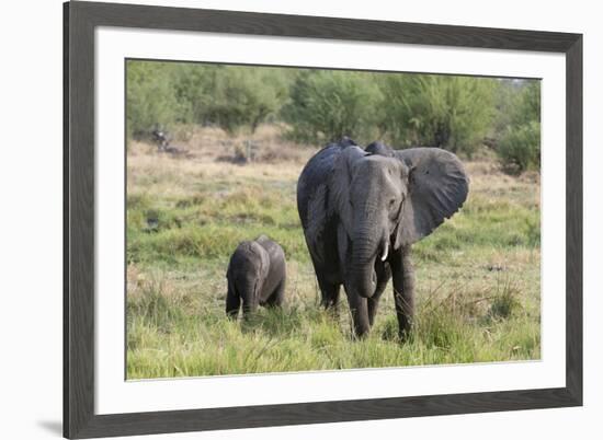 An African elephant (Loxodonta africana) with its calf, Khwai Concession, Okavango Delta, Botswana,-Sergio Pitamitz-Framed Photographic Print