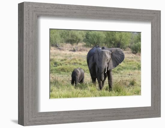 An African elephant (Loxodonta africana) with its calf, Khwai Concession, Okavango Delta, Botswana,-Sergio Pitamitz-Framed Photographic Print