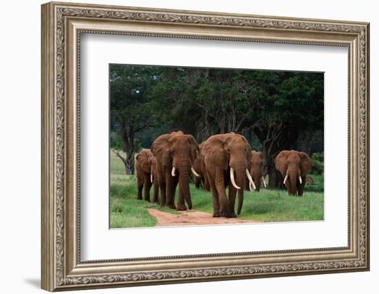 An African elephant parade walking. Voi, Tsavo, Kenya-Sergio Pitamitz-Framed Photographic Print