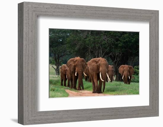 An African elephant parade walking. Voi, Tsavo, Kenya-Sergio Pitamitz-Framed Photographic Print