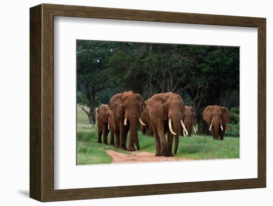 An African elephant parade walking. Voi, Tsavo, Kenya-Sergio Pitamitz-Framed Photographic Print