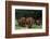 An African elephant parade walking. Voi, Tsavo, Kenya-Sergio Pitamitz-Framed Photographic Print