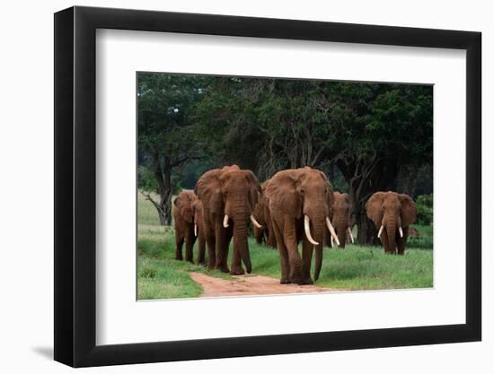 An African elephant parade walking. Voi, Tsavo, Kenya-Sergio Pitamitz-Framed Photographic Print
