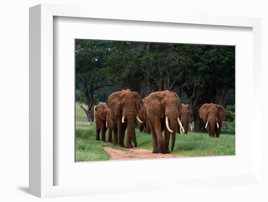 An African elephant parade walking. Voi, Tsavo, Kenya-Sergio Pitamitz-Framed Photographic Print