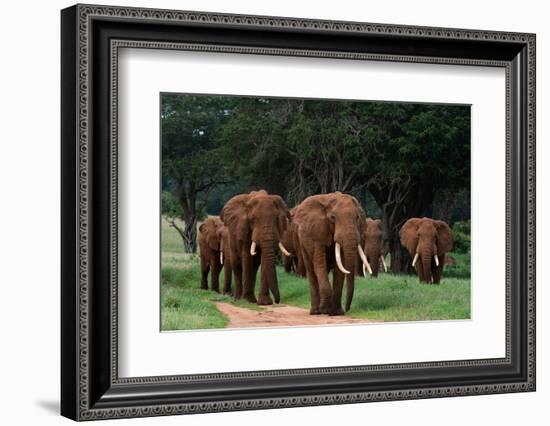 An African elephant parade walking. Voi, Tsavo, Kenya-Sergio Pitamitz-Framed Photographic Print