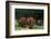 An African elephant parade walking. Voi, Tsavo, Kenya-Sergio Pitamitz-Framed Photographic Print