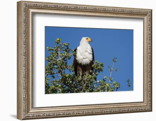 An African fish eagle (Haliaeetus vocifer), perching on a tree top, Chobe National Park, Botswana, -Sergio Pitamitz-Framed Photographic Print