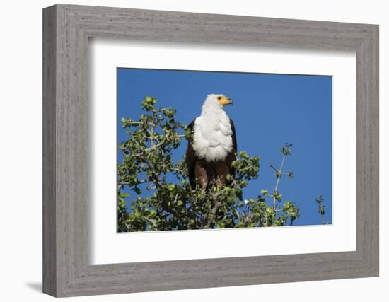 An African fish eagle (Haliaeetus vocifer), perching on a tree top, Chobe National Park, Botswana, -Sergio Pitamitz-Framed Photographic Print