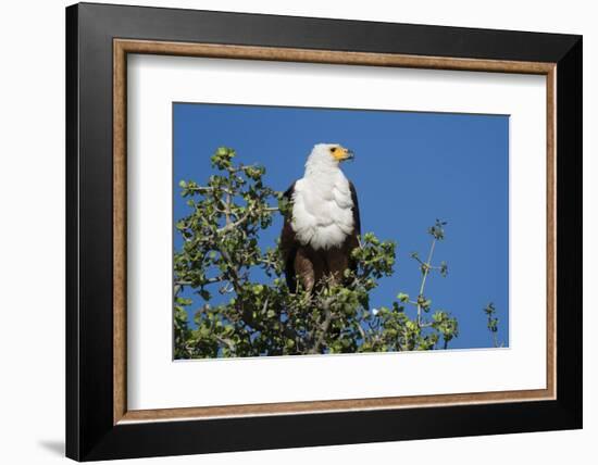 An African fish eagle (Haliaeetus vocifer), perching on a tree top, Chobe National Park, Botswana, -Sergio Pitamitz-Framed Photographic Print