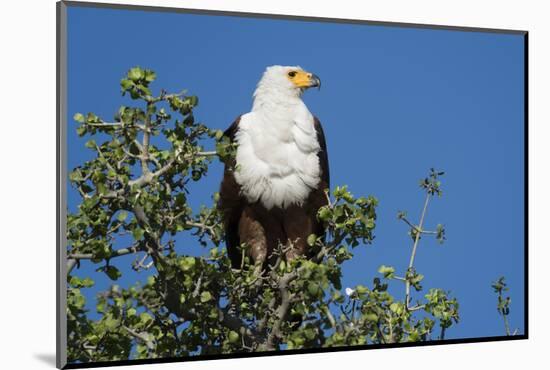 An African fish eagle (Haliaeetus vocifer), perching on a tree top, Chobe National Park, Botswana, -Sergio Pitamitz-Mounted Photographic Print