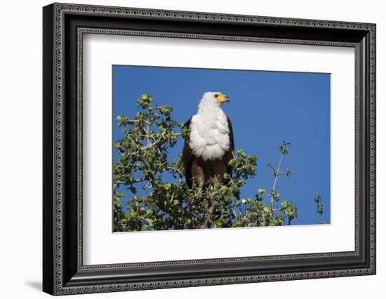 An African fish eagle (Haliaeetus vocifer), perching on a tree top, Chobe National Park, Botswana, -Sergio Pitamitz-Framed Photographic Print