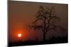 An African Sunset With An Orange Sky And The Silhouette Of A Lone Tree-Karine Aigner-Mounted Photographic Print