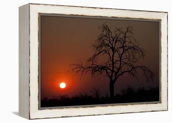 An African Sunset With An Orange Sky And The Silhouette Of A Lone Tree-Karine Aigner-Framed Premier Image Canvas