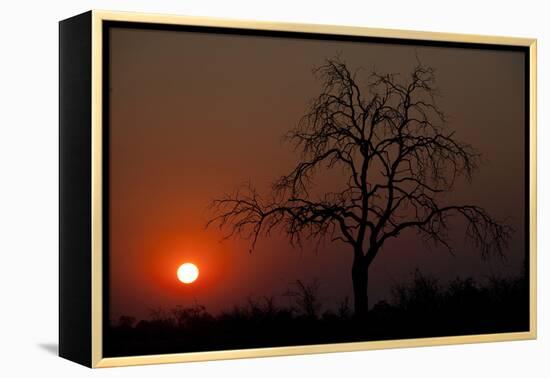 An African Sunset With An Orange Sky And The Silhouette Of A Lone Tree-Karine Aigner-Framed Premier Image Canvas