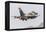 An Aggressor F-16C Fighting Falcon of the U.S. Air Force-Stocktrek Images-Framed Premier Image Canvas