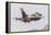 An Aggressor F-16C Fighting Falcon of the U.S. Air Force-Stocktrek Images-Framed Premier Image Canvas