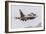 An Aggressor F-16C Fighting Falcon of the U.S. Air Force-Stocktrek Images-Framed Photographic Print