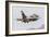 An Aggressor F-16C Fighting Falcon of the U.S. Air Force-Stocktrek Images-Framed Photographic Print
