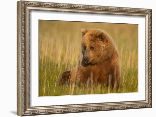 An Alaska Brown Bear Sow Sitting in a Sedge Grass Field. Lake Clark National Park, Alaska-Andrew Czerniak-Framed Photographic Print