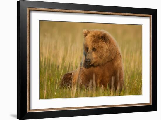 An Alaska Brown Bear Sow Sitting in a Sedge Grass Field. Lake Clark National Park, Alaska-Andrew Czerniak-Framed Photographic Print