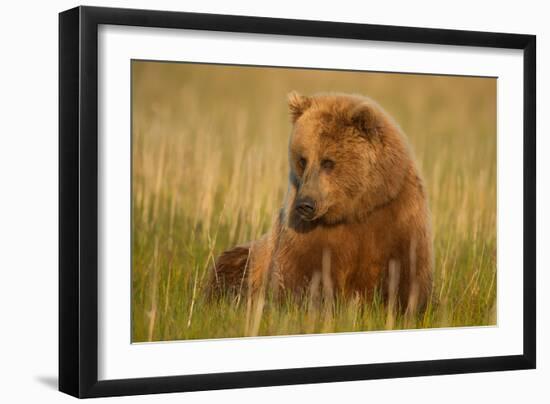 An Alaska Brown Bear Sow Sitting in a Sedge Grass Field. Lake Clark National Park, Alaska-Andrew Czerniak-Framed Photographic Print