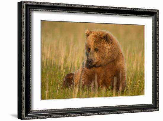 An Alaska Brown Bear Sow Sitting in a Sedge Grass Field. Lake Clark National Park, Alaska-Andrew Czerniak-Framed Photographic Print