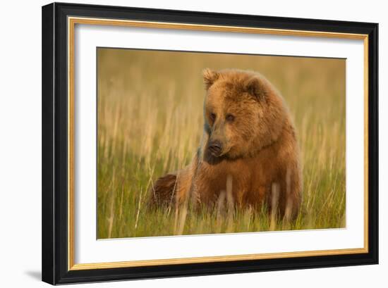 An Alaska Brown Bear Sow Sitting in a Sedge Grass Field. Lake Clark National Park, Alaska-Andrew Czerniak-Framed Photographic Print