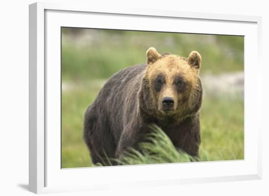 An Alaskan Brown Bear Stares Intently at Camera-John Alves-Framed Photographic Print