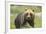 An Alaskan Brown Bear Stares Intently at Camera-John Alves-Framed Photographic Print