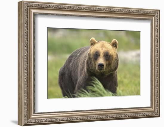 An Alaskan Brown Bear Stares Intently at Camera-John Alves-Framed Photographic Print