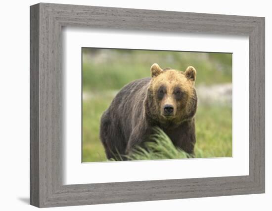 An Alaskan Brown Bear Stares Intently at Camera-John Alves-Framed Photographic Print