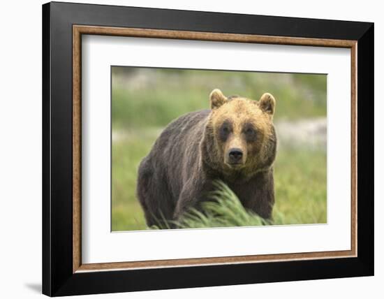 An Alaskan Brown Bear Stares Intently at Camera-John Alves-Framed Photographic Print