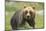 An Alaskan Brown Bear Stares Intently at Camera-John Alves-Mounted Photographic Print