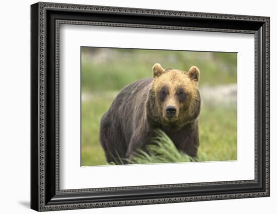 An Alaskan Brown Bear Stares Intently at Camera-John Alves-Framed Photographic Print