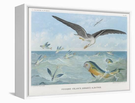 An Albatross at Sea Preying on Flying Fish-P. Lackerbauer-Framed Stretched Canvas