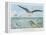 An Albatross at Sea Preying on Flying Fish-P. Lackerbauer-Framed Stretched Canvas