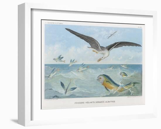 An Albatross at Sea Preying on Flying Fish-P. Lackerbauer-Framed Art Print