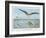 An Albatross at Sea Preying on Flying Fish-P. Lackerbauer-Framed Art Print