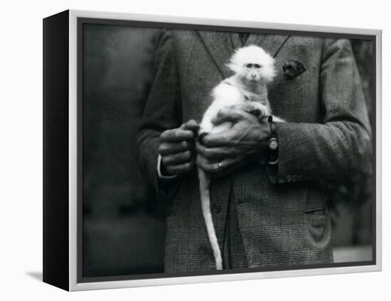 An Albino Old World Monkey, Genus Ceropithecus, Being Held at London Zoo, July 1922-Frederick William Bond-Framed Premier Image Canvas