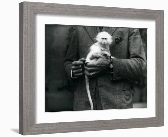 An Albino Old World Monkey, Genus Ceropithecus, Being Held at London Zoo, July 1922-Frederick William Bond-Framed Photographic Print