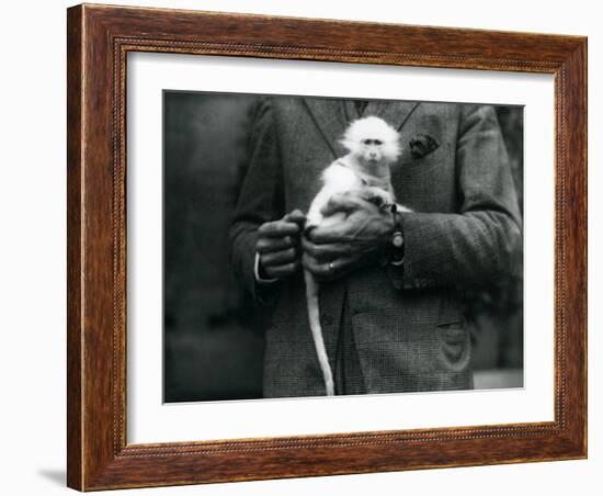 An Albino Old World Monkey, Genus Ceropithecus, Being Held at London Zoo, July 1922-Frederick William Bond-Framed Photographic Print