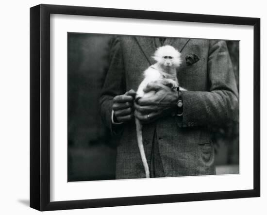 An Albino Old World Monkey, Genus Ceropithecus, Being Held at London Zoo, July 1922-Frederick William Bond-Framed Photographic Print