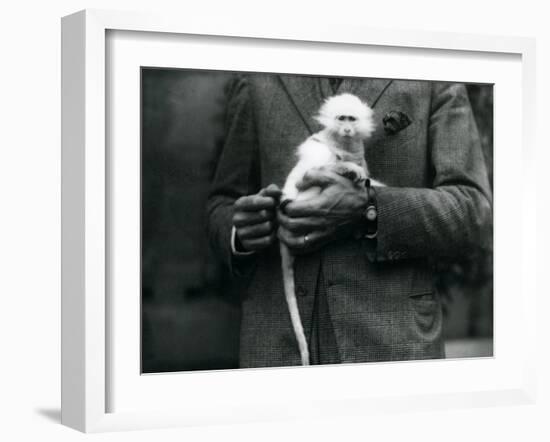 An Albino Old World Monkey, Genus Ceropithecus, Being Held at London Zoo, July 1922-Frederick William Bond-Framed Photographic Print