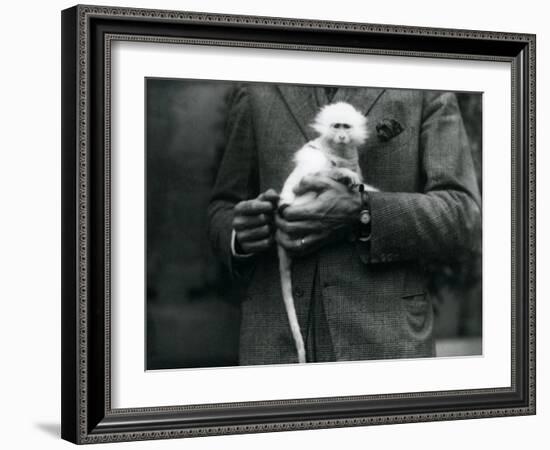 An Albino Old World Monkey, Genus Ceropithecus, Being Held at London Zoo, July 1922-Frederick William Bond-Framed Photographic Print